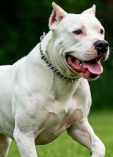 Dogo_Argentino
